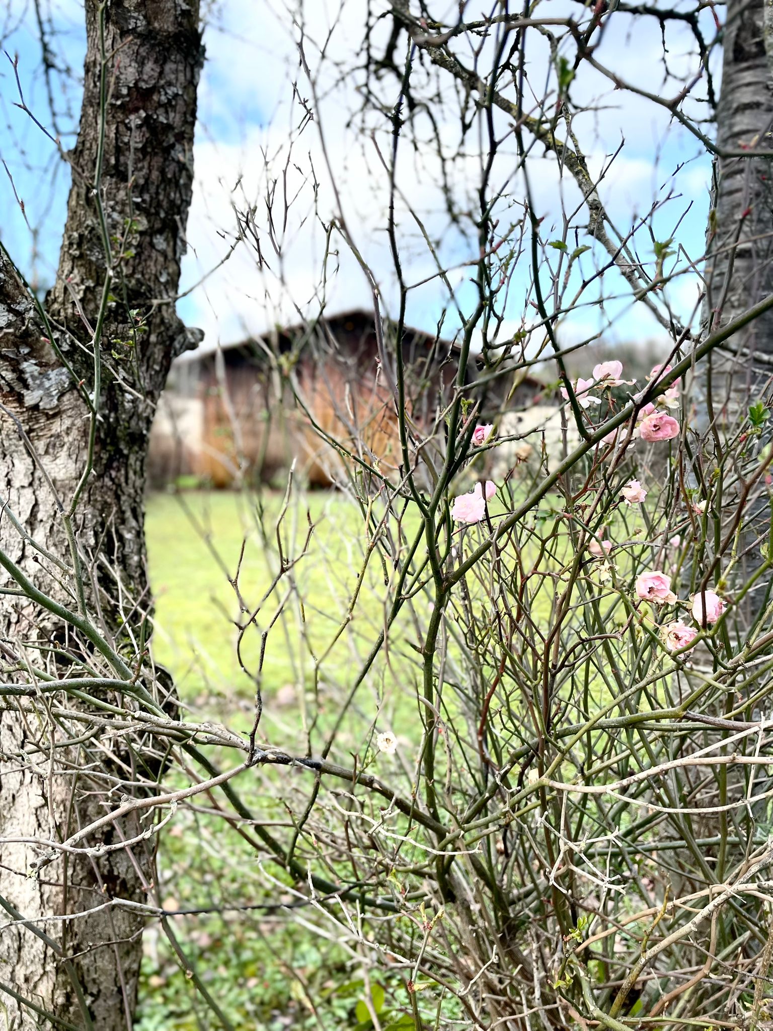 Lurra lozorrotik esnatzen